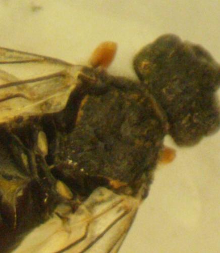 Dolerus sp.